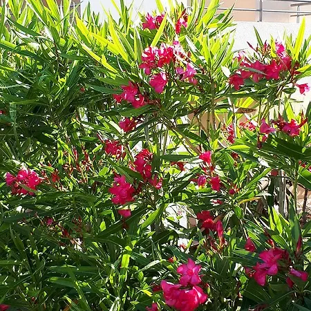 Les Parasols D'argens *